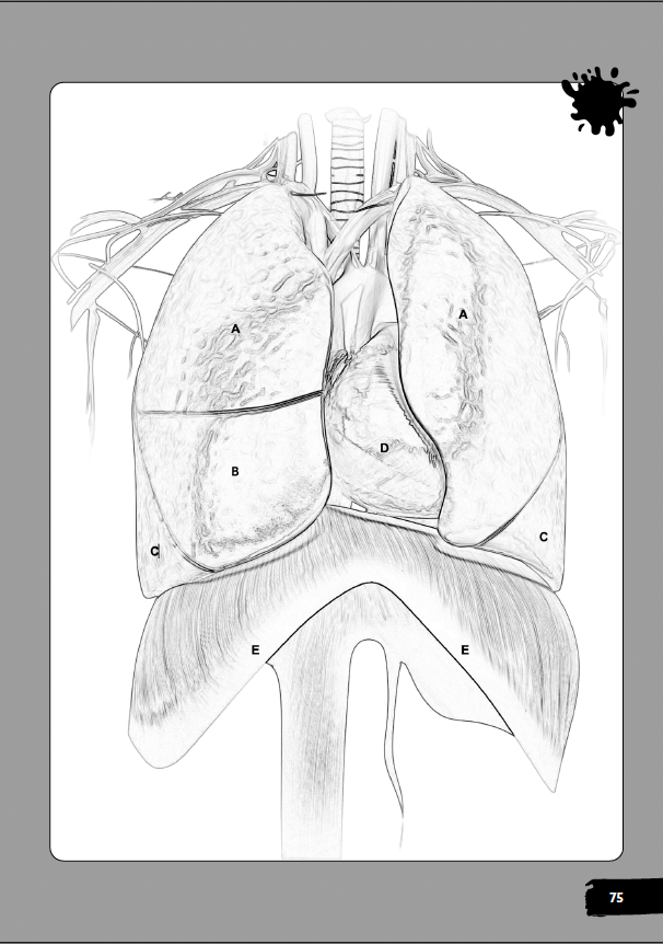 Medical Terminology Workbook | Anatomy and Physiology Coloring Book (School Review Copy)