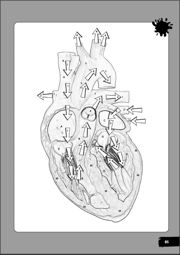 Anatomy & Physiology Coloring Book for EMTs & Paramedics